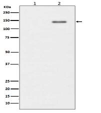 Phospho-SHIP (Y1020) Antibody