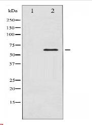 CaMK4 Antibody