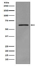 Phospho-Src (Y419) Antibody