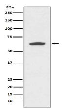 Cytokeratin 9 Antibody