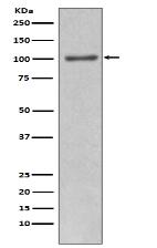 PI 3 kinase p110 alpha Antibody