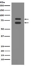 ASH2L Antibody