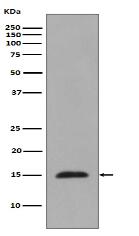 Histone H3 (mono methyl R2) Antibody