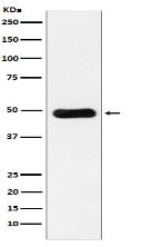 RbAp48 Antibody