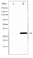Phospho-BCL-XL (Thr47) Antibody