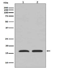 PBR Antibody