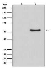 Phospho-Smad5 (S463/S465) Antibody