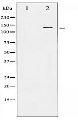 Phospho-Amyloid beta A4 (Thr743/668) Antibody