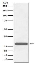 CITED2 Antibody