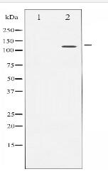 NFAT4 Antibody