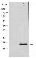 Synuclein Antibody