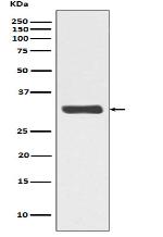 Phospho-RPA2 (T21) Antibody