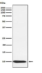 BANF1 Antibody