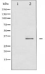 Phospho-CDC2 (Tyr15) Antibody