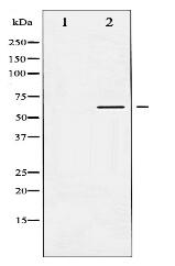 Caspase 8 Antibody
