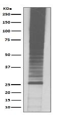 K48-linkage Specific Ubiquitin Antibody