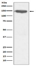 CD13 Antibody