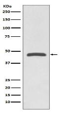 TSG101 Antibody