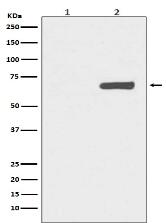 Phospho-YAP1 (S127) Antibody