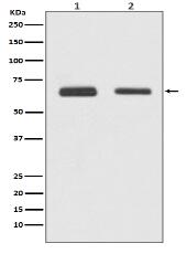 Cdc23/APC8 Antibody