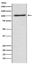 Alpha1 adaptin Antibody