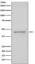 PAX5 Antibody