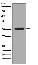 Phospho-p53 (S376) Antibody