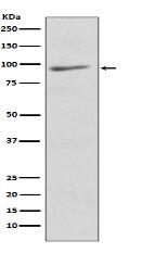 EIF2C3 Antibody