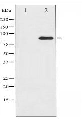 PKC theta Antibody