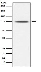 Hsp75 Antibody