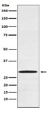 Cdx1 Antibody