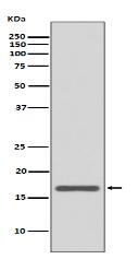 AGR2 Antibody