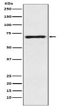 SLC6A1 / GAT1 Antibody