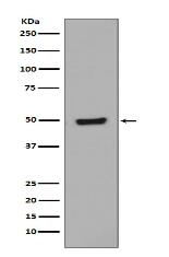 Phospho-GATA3 (S308) Antibody