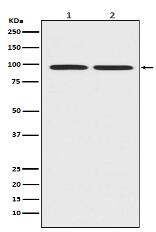 beta Catenin Antibody