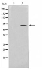 AMPK alpha Antibody