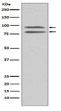 Phospho-MSK1 (S376) Antibody