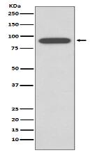 Calnexin Antibody