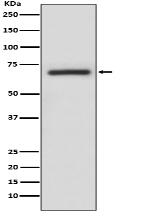 A-RAF Antibody