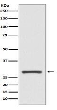 14-3-3 sigma Antibody