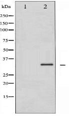 Phospho-Caspase 3 (Ser150) Antibody