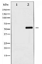 Phospho-Akt (Ser129) Antibody