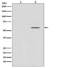 Phospho-Smad2 (S250) Antibody