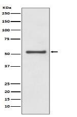 Cyclin A1/A2 Antibody