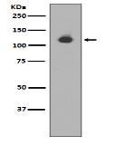 Neuropilin 1 Antibody