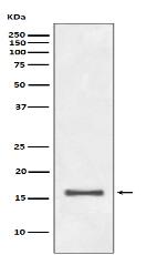 Histone H3 (di methyl K9) Antibody