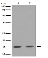 Histone H3 (mono+di+tri methyl K79) Antibody