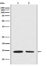 Histone H2A (hydroxyl Y39) Antibody
