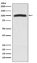 VAV2 Antibody