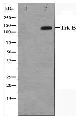 Trk B Antibody